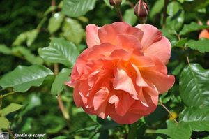Westerland-3