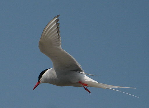 512px-Eidersperrwerk_2008_seeschwalbe_kuckt