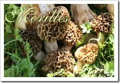 MORILLES 1