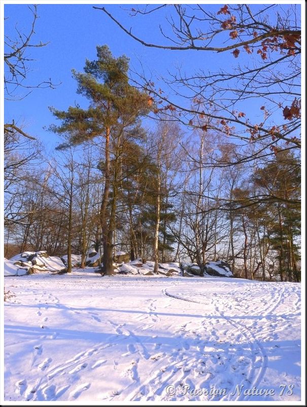Forêt de Rambouillet sous la neige (5)