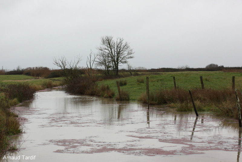 00144 Oléron Février 2021 - Les Marais de Brouage