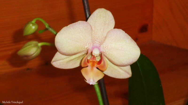 Orchidée rose 230216