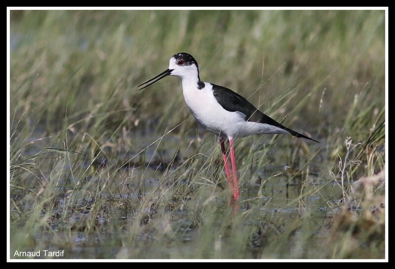 00490 Oléron Avril 2018 - Les Marais du Douhet