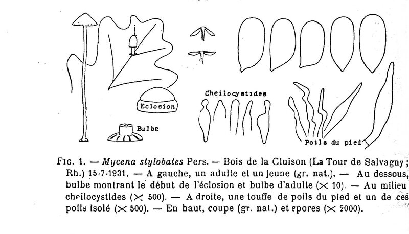 Mycena stylobates Josserand