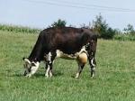 240px-Vache_normande_bringée