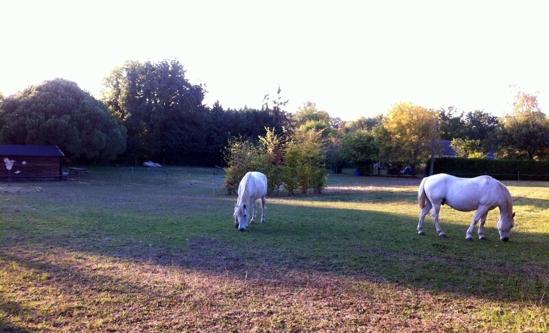 Taillepré octobre 2018 chevaux