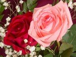 FLEUR59f6_roses