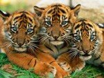 lovely_tiger_cubs