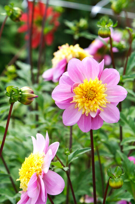 Dahlia pour papillons