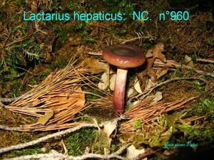 Lactarius hepaticus n°960