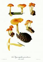 Gymnopilus penetrans HRNA Lemoine