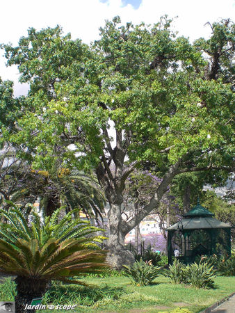 9073_Arbre___coton