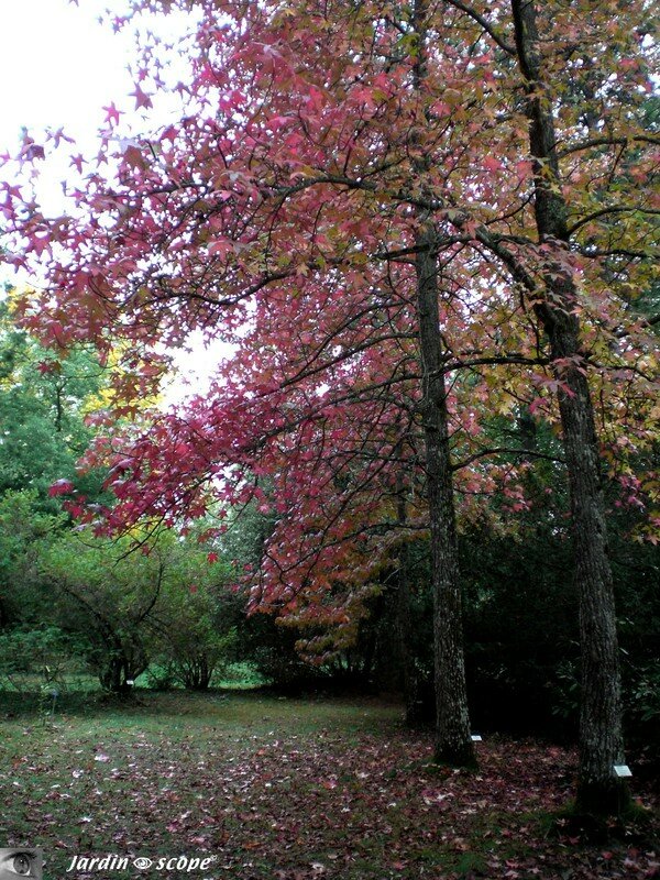 Copalme d'Amérique - Liquidambar styraciflua