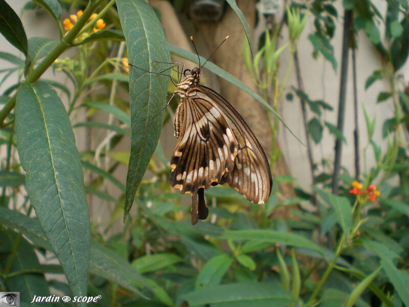Papilio_memnon