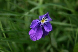 violette1