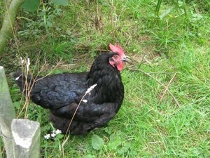 IMG_4706
