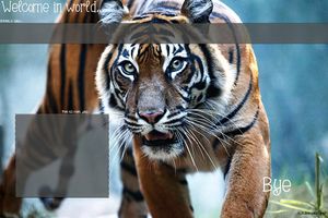 sumatran_tiger_i_by_weaverglenn-d3ktse5