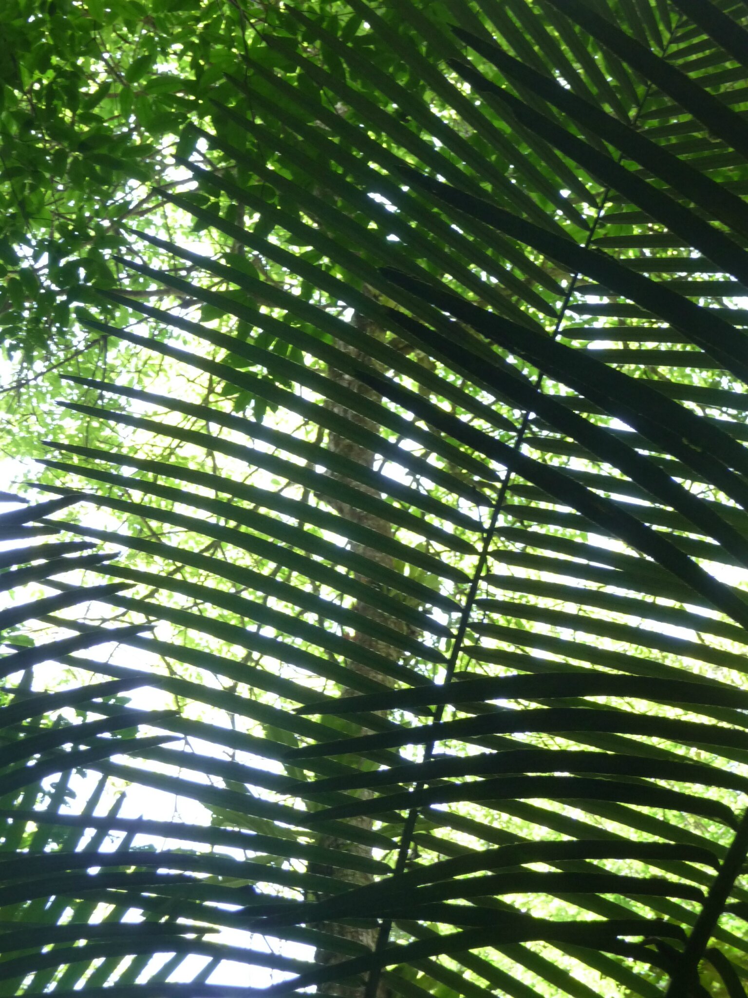 Kourou - Montagne des singes