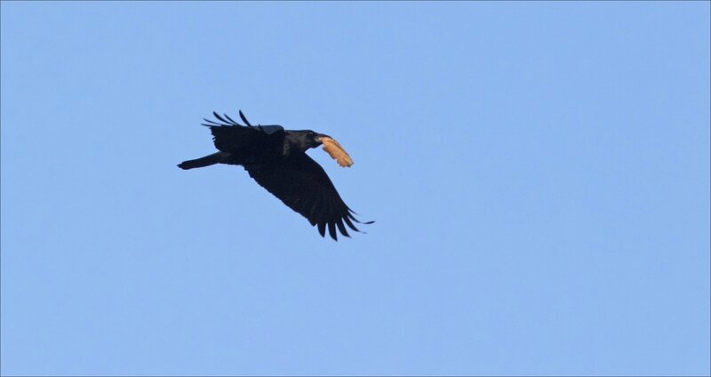 ville oiseau corneille pain 5 270118