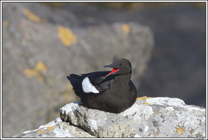 Guillemot à miroir