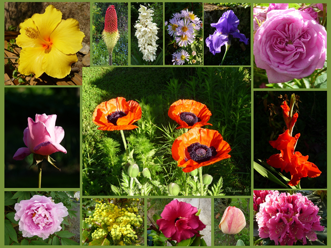 fleurs du jardin 2019