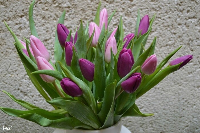180211_tulipes
