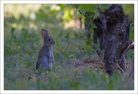 plaine_lulu_lapinou_debout_vigne_150511