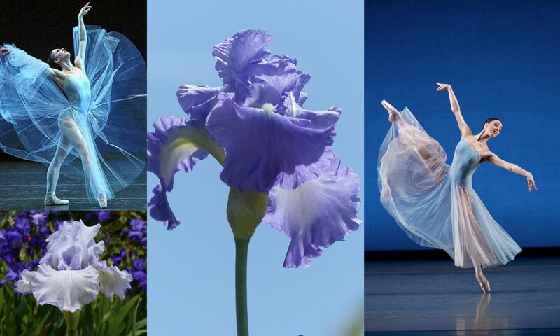 danse et fleurs (4)