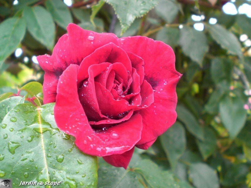 Rosier grimpant 'Red Parfum'