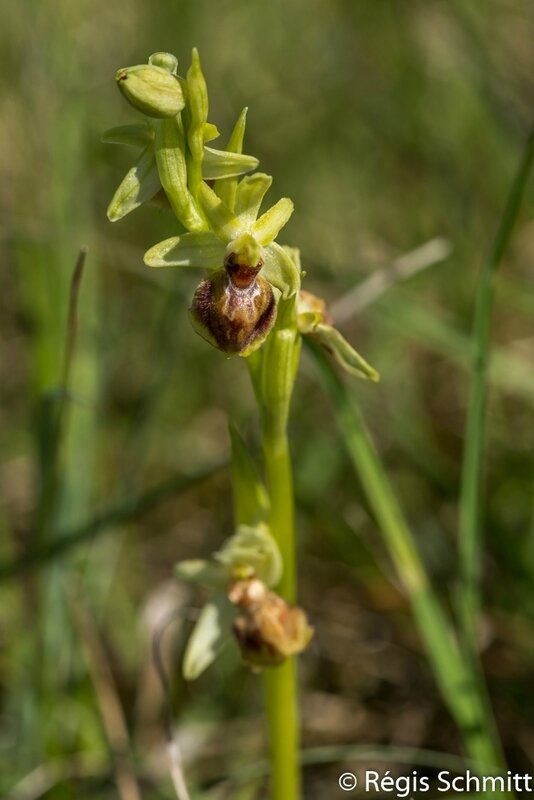 Ophrys araneola_Ophrys litigieux 2017 03 26a3