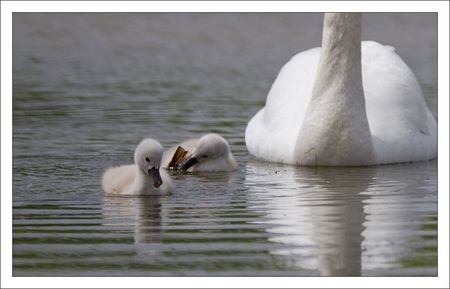 MS_lulu_Moins_famille_cygne_2_140511