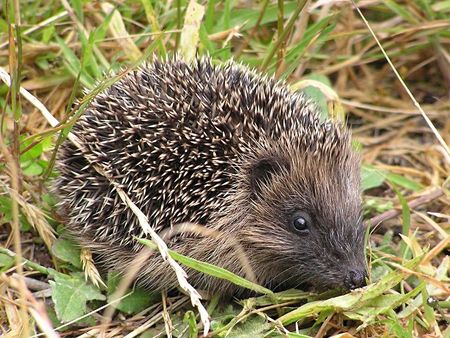 Young_hedgehog