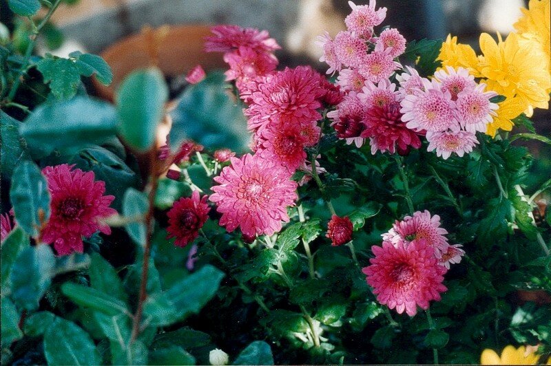 chrysanthèmes doubles roses