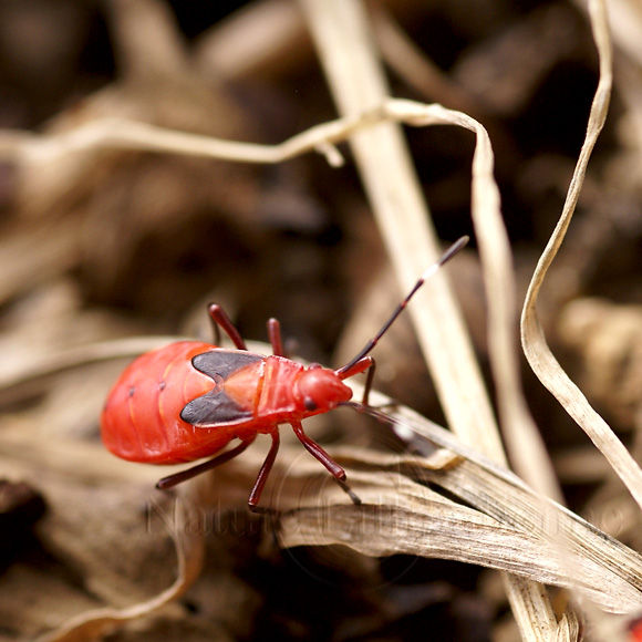 Macrophotographie-Nature-Insecte-Heteroptere-Pyrrhocoride-Dysdercus-1