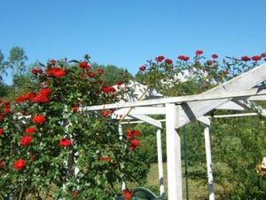 blog de mai roses rouges sur pergola 1
