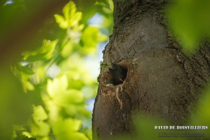 Etourneau Sansonnet (Sturnus Vulgaris) nettoie son nid