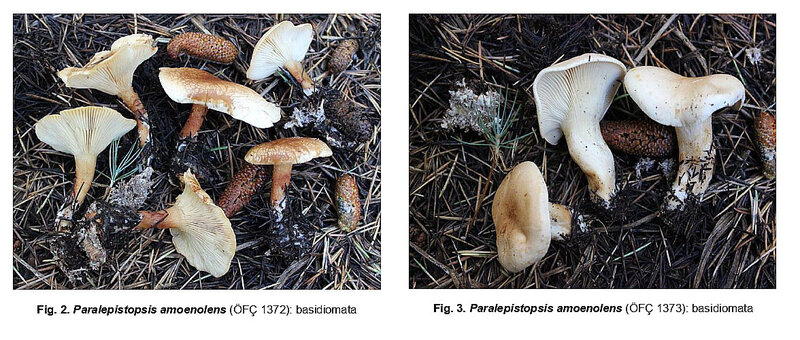 Paralepistopsis amoenolens Turquie 2017 4