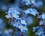 Myosotis