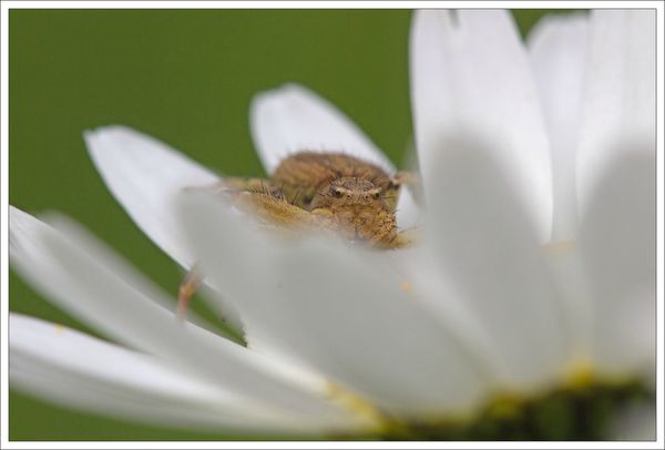 plaine thomise petales marguerite 250513