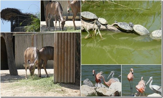 Réserve africaine de Sigean4