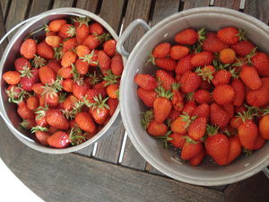 Charlotte aux fraises de Mikit recettes dessert Charlotte