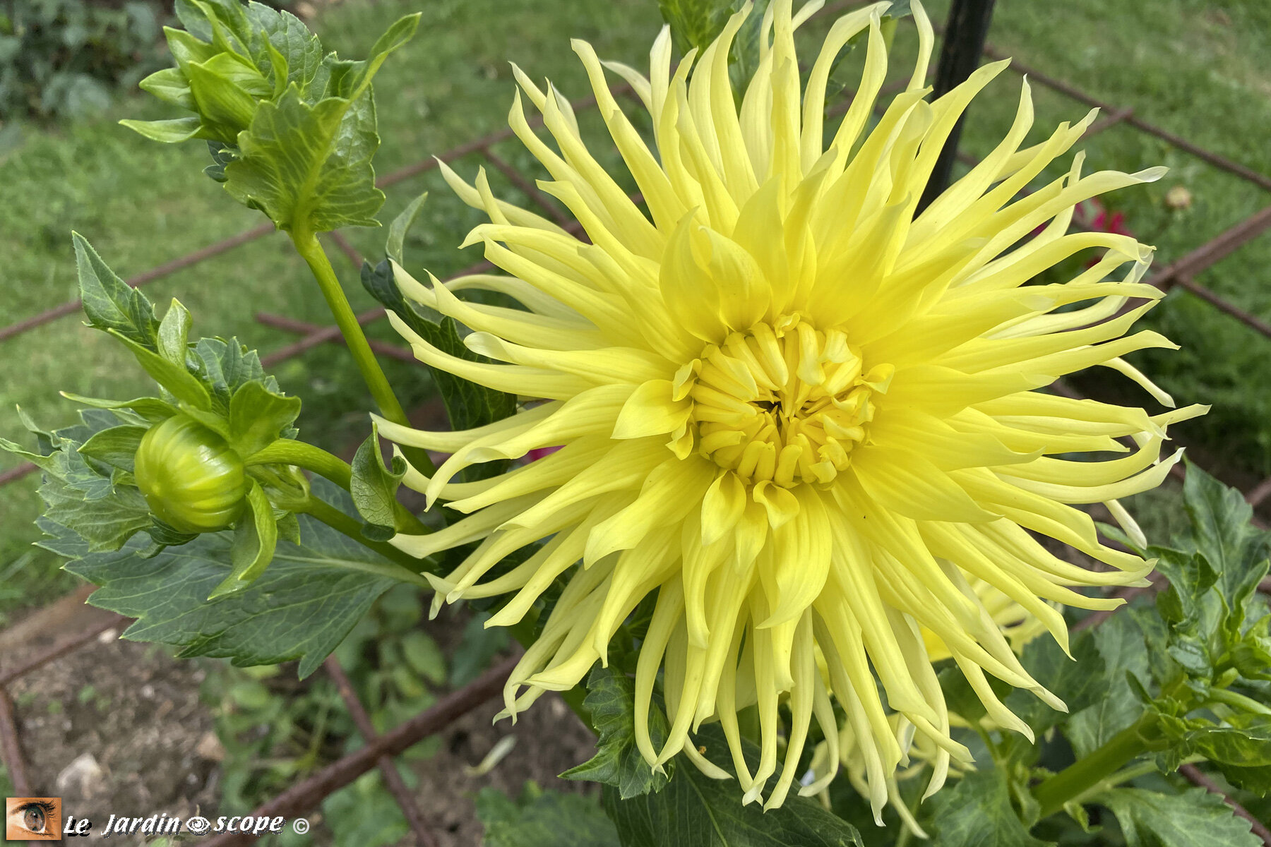 Dahlia-Kennermerlan