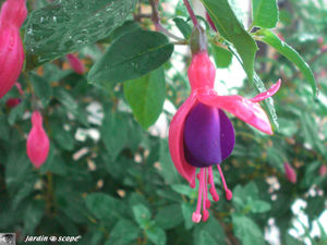 fuchsia