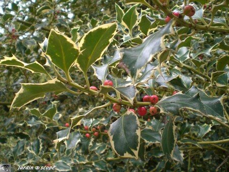 Les_fruits_du_houx