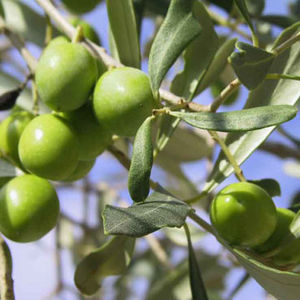 olives_vertes__025373700_1609_21072008