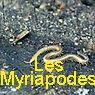 LES MYRIAPODES