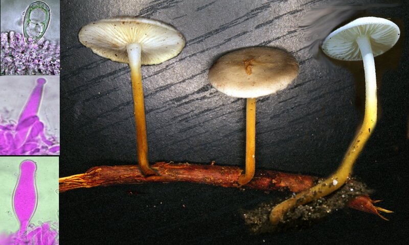 Strobilurus oshimae 1993_1025 (mont2)