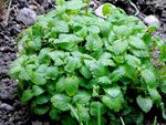Melissa_officinalis1