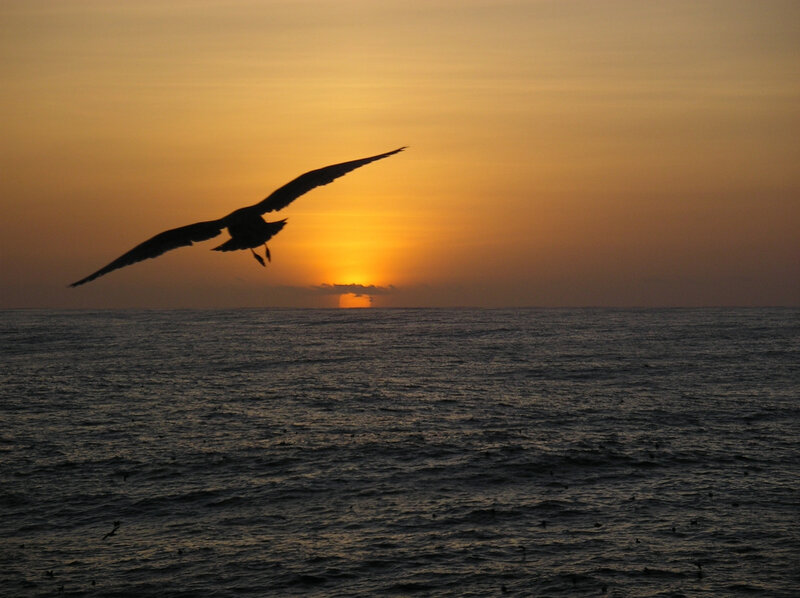 mouette
