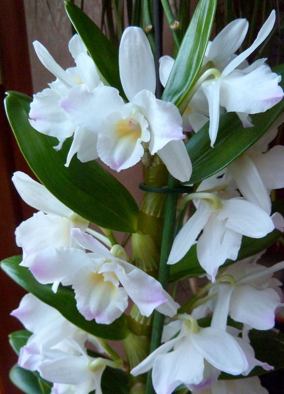 orchidée dendrobium
